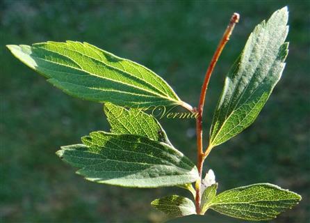  Leafy Branch